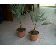 Palmera Brahea Armata